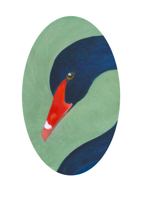 The Black Swan | 8&quot; x 10&quot; | Printed on Moab Bright paper